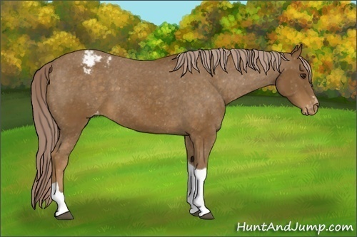 Horse Color:Chocolate Palomino Sabino Tobiano Appaloosa 