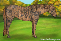 Horse Color:Black  Brindle