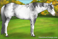 Horse Color:White Spotted Black Splash Appaloosa 