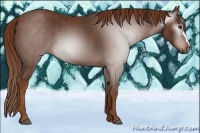 Horse Color:Gray Chestnut  Brindle