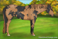 Horse Color:Black  Brindle