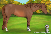 Horse Color:Liver Chestnut 