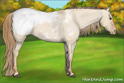 Horse Color: Red Dun Snowcap 