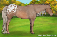 Horse Color:Chestnut Appaloosa 