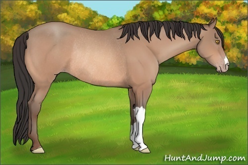 Horse Color:Amber Champagne Rabicano 