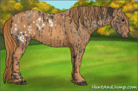 Horse Color:Brown Sabino Blanket Rabicano  Brindle
