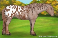 Horse Color:Chestnut Appaloosa 