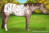 Horse Color:Sable Champagne Appaloosa Rabicano 