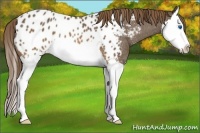 Horse Color:Buckskin Splash Appaloosa Rabicano 