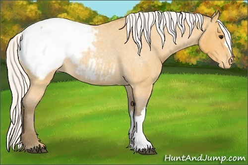 Horse Color: Unknown 