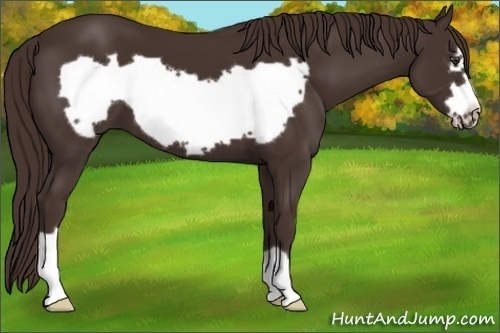 Horse Color: Liver Chestnut Frame 