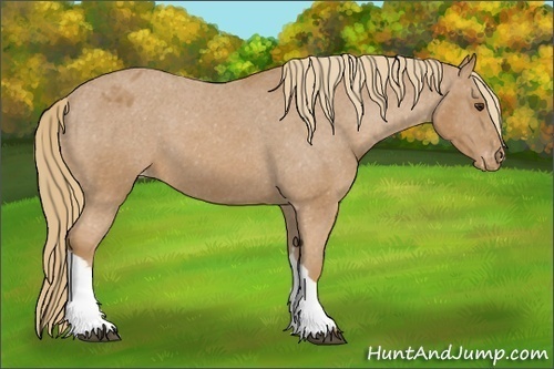 Horse Color: Chestnut Varnish 
