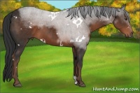 Horse Color:White Spotted Liver Chestnut 