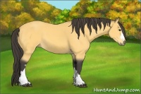 Horse Color:Buckskin 