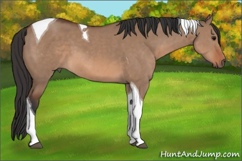 Horse Color: Bay Dun Tobiano 