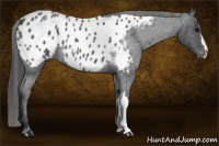 Horse Color:Blue Roan Appaloosa 