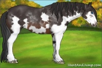 Horse Color:Brown Splash Frame Rabicano 