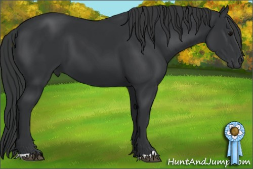 Horse Color: Black 