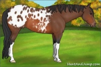 Horse Color:Bay Appaloosa 