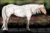 Horse Color:Silver Bay Appaloosa 