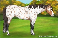 Horse Color:Bay Roan Splash Appaloosa