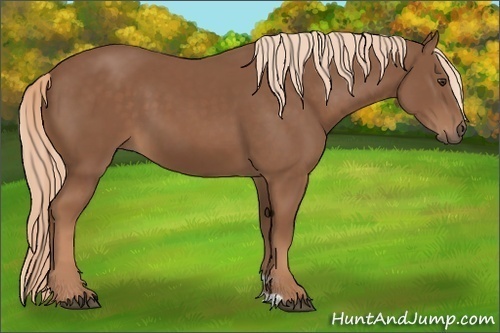 Horse Color: Unknown 