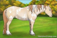 Horse Color:White Spotted Buckskin Pearl 