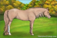 Horse Color:Gold Champagne 