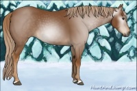 Horse Color:Gray Chestnut 