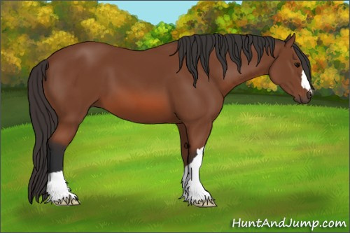 Horse Color: Bay 
