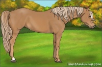 Horse Color:Chestnut Sabino 