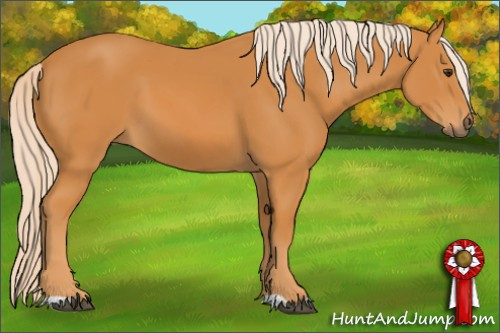 Horse Color: Palomino 