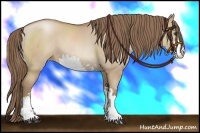 Horse Color:Grullo Pearl Sabino 