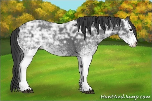 Horse Color: White Spotted Black Ice Sabino Rabicano 