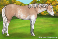 Horse Color:Silver Amber Champagne Sabino Splash