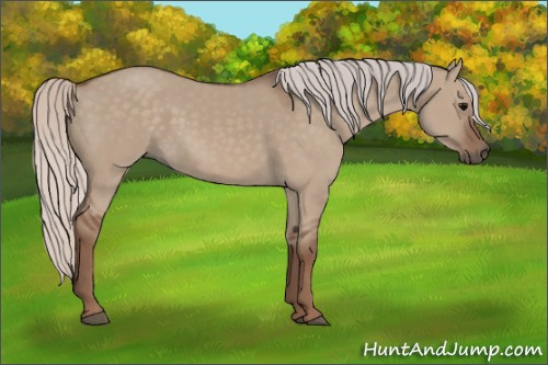 Horse Color: Silver Grullo 