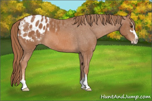 Horse Color: Chestnut Sabino Blanket 