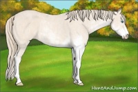 Horse Color:Perlino Sabino  Brindle