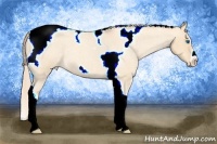 Horse Color:Gold Champagne Roan Dun Splash Tobiano Frame Appaloosa Rabicano 