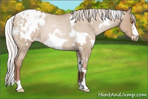 Horse Color:White Spotted Silver Grullo Roan Pearl Frame Appaloosa Rabicano