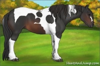 Horse Color:Brown Tobiano 