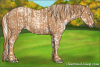 Horse Color:Cremello Sabino  Brindle