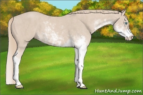 Horse Color:Smoky Creme Sabino  Brindle