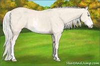 Horse Color:Cremello Sabino  Brindle