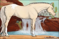 Horse Color:Gold Cream Champagne Dun Appaloosa 