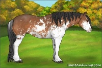 Horse Color:Bay Sabino 