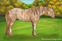 Horse Color:Cremello Sabino  Brindle