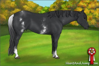 Horse Color:White Spotted Black