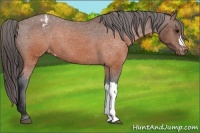 Horse Color:Brown Snowcap 