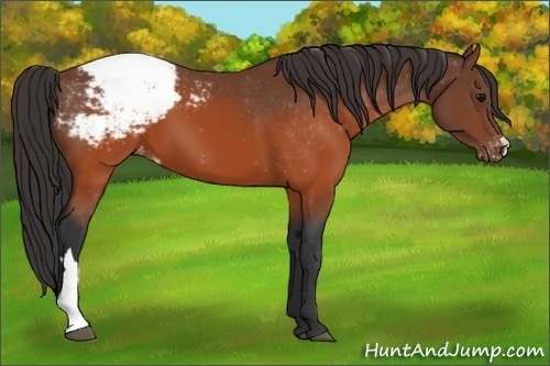 Horse Color:Brown Snowcap 
